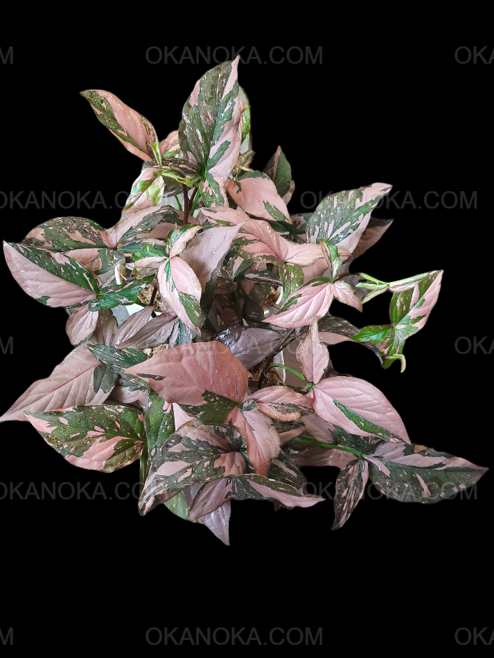 Wholesale set of 15 Syngonium Pink Splash plants with darker green leaves and vibrant pink variegation, perfect for collectors or small-scale resale.