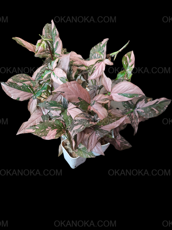 Wholesale set of 15 Syngonium Pink Splash plants with darker green leaves and vibrant pink variegation, perfect for collectors or small-scale resale.