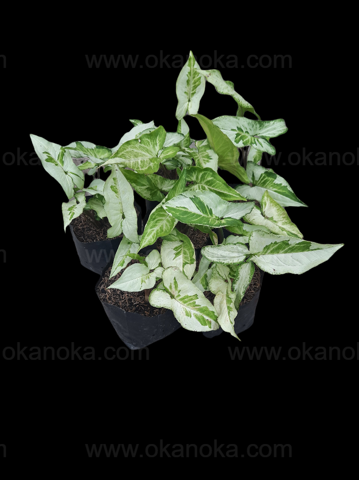 Wholesale set of 10 Syngonium Three Kings (Magic Marble) plants featuring marbled white and green leaves, ideal for small-scale resale or plant collections.