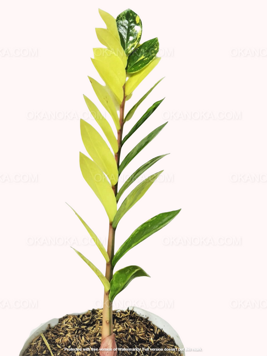 Close-up of Zamioculcas Zamiifolia Variegated with upright stems and yellow-green variegated leaves in a pot.