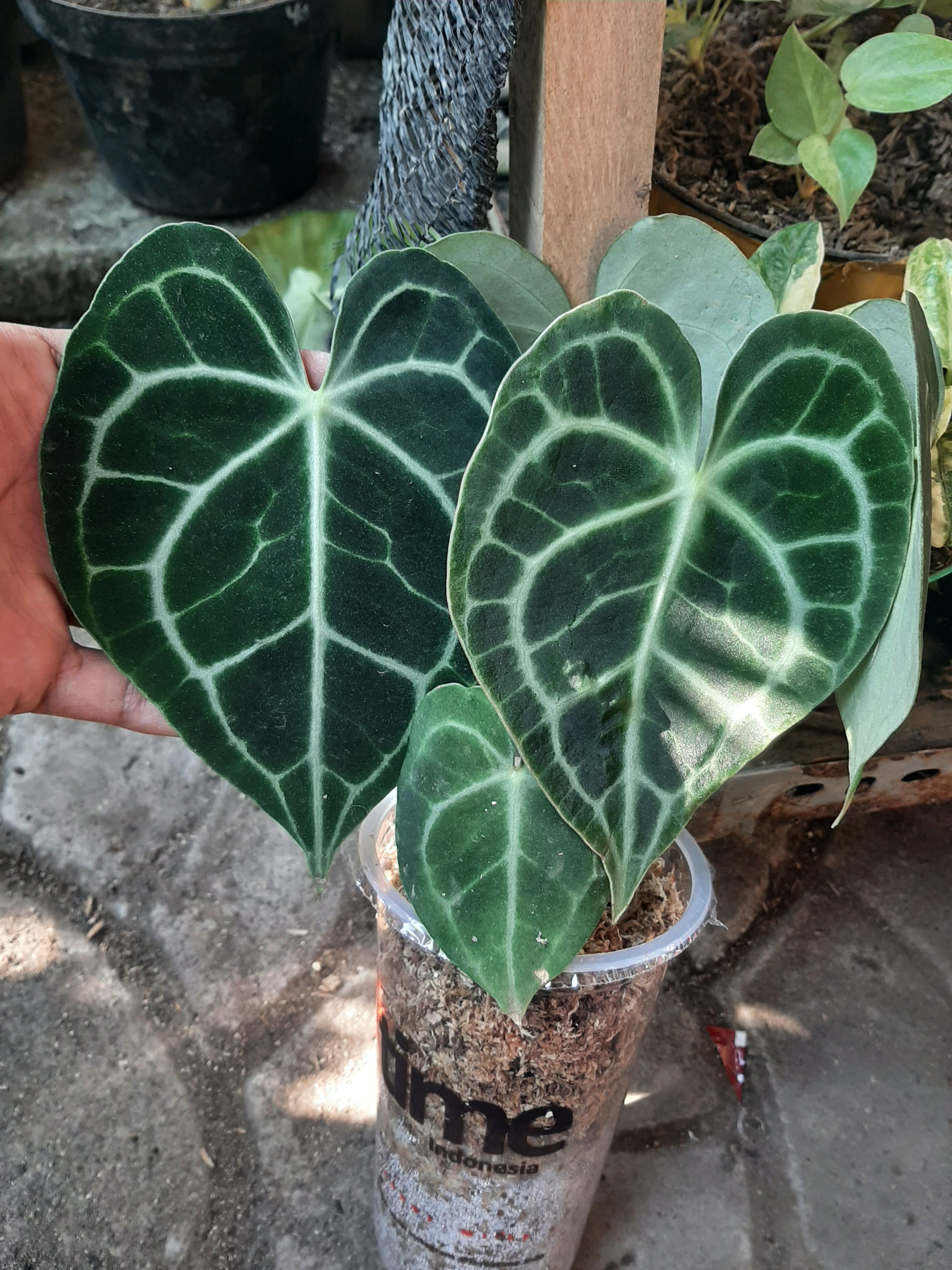 Things You Need to Know About Anthurium Clarivernium  Okanoka