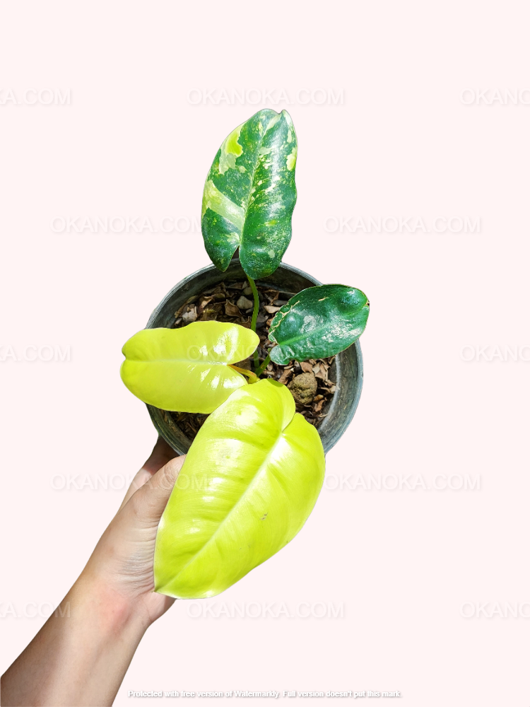 Philodendron Care