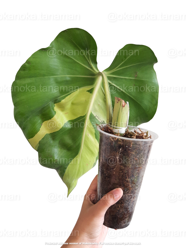 Most Popular Philodendron