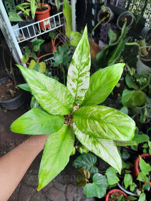 peace lily, spathiphyllum, variegated plants, easy to care plant, easy plants, plants