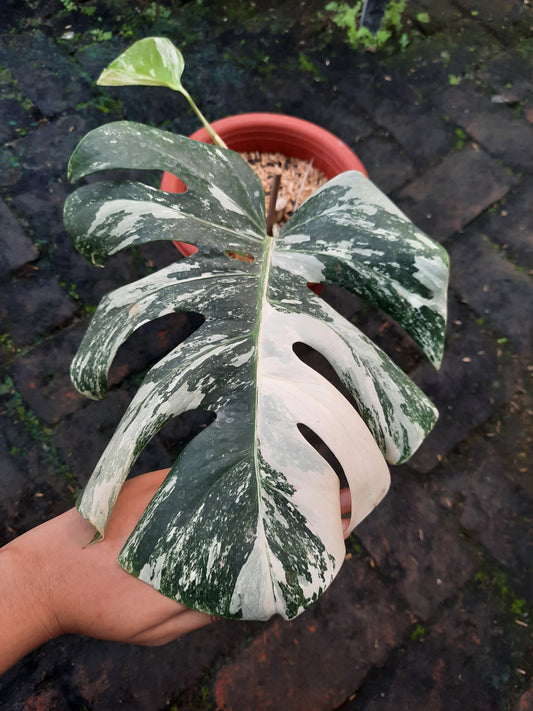 Monstera Plants: Time For Some Monstera Care