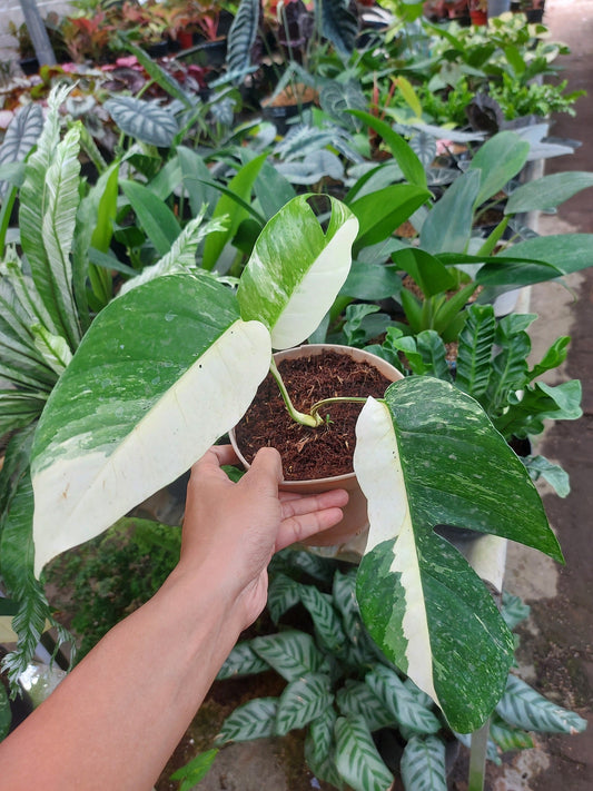 epipremnum pinnatum, epipremnum pinnatum plants, epipremnum pinnatum variegated, epipremnum pinnatum albo variegated, epipremnum pinnatum aurea variegated