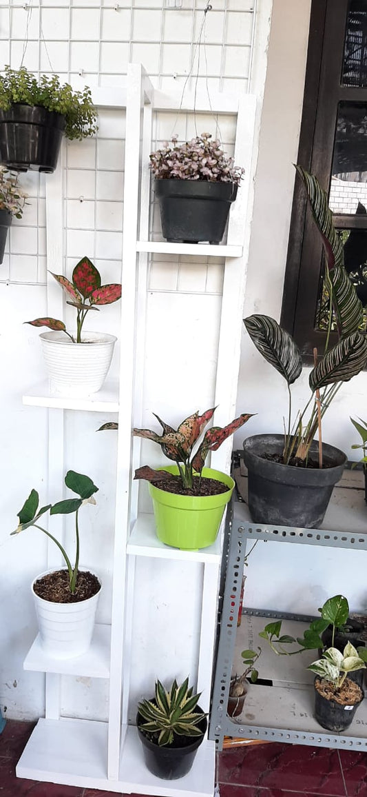 Autumn Plant Care