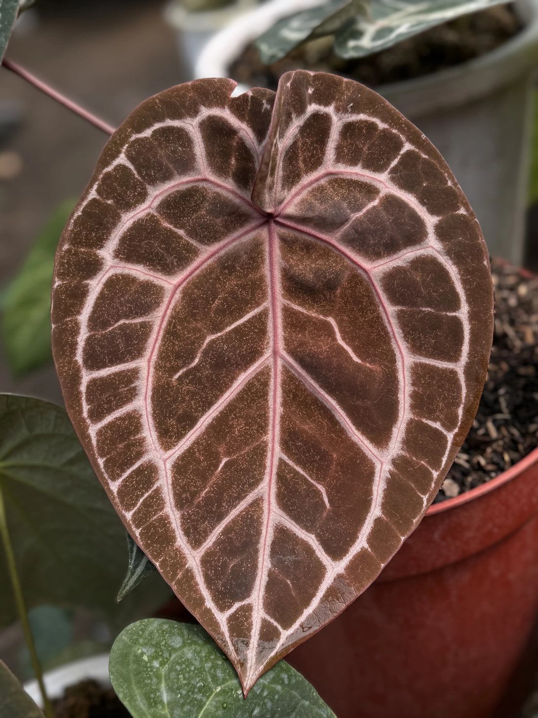 anthurium doc block michelle, anthurium hybrids red veins