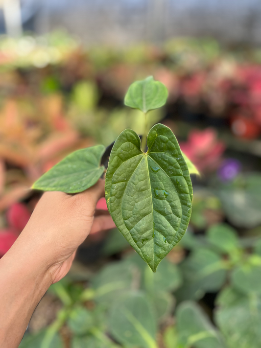 Anthurium Luxurian x Papillilaminum live plant, tropical houseplant with large heart-shaped green leaves and textured velvet foliage