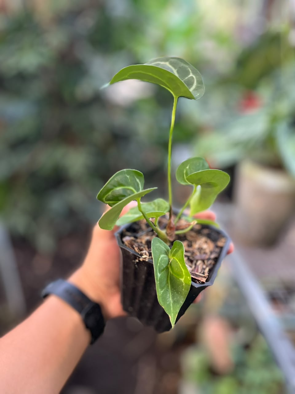Anthurium Tanduk live plant, tropical houseplant with unique horn-shaped green leaves and elegant upright foliage growth