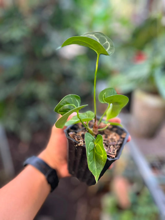 Anthurium Tanduk live plant, tropical houseplant with unique horn-shaped green leaves and elegant upright foliage growth