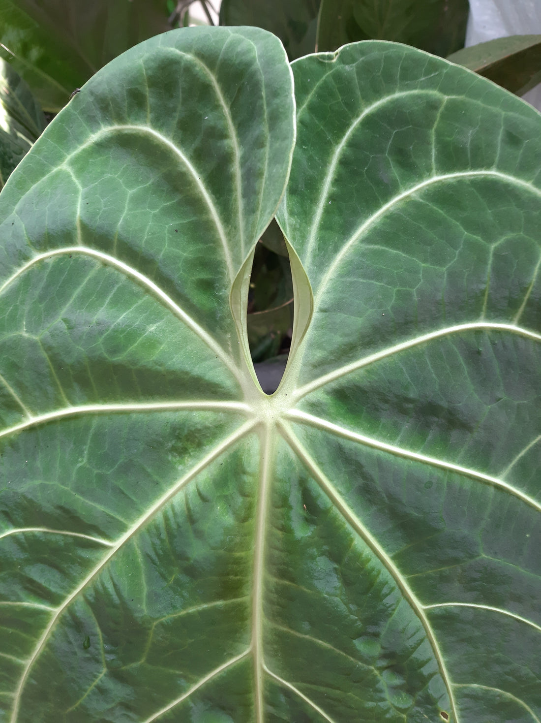Anthurium Verde Sinus live tropical plant with velvety deep green heart-shaped leaves and prominent white veins, perfect for indoor aroid collections
