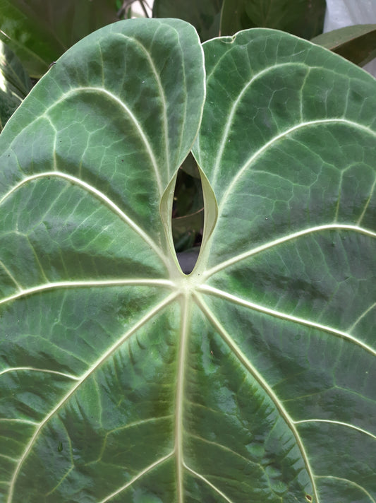 Anthurium Verde Sinus live tropical plant with velvety deep green heart-shaped leaves and prominent white veins, perfect for indoor aroid collections