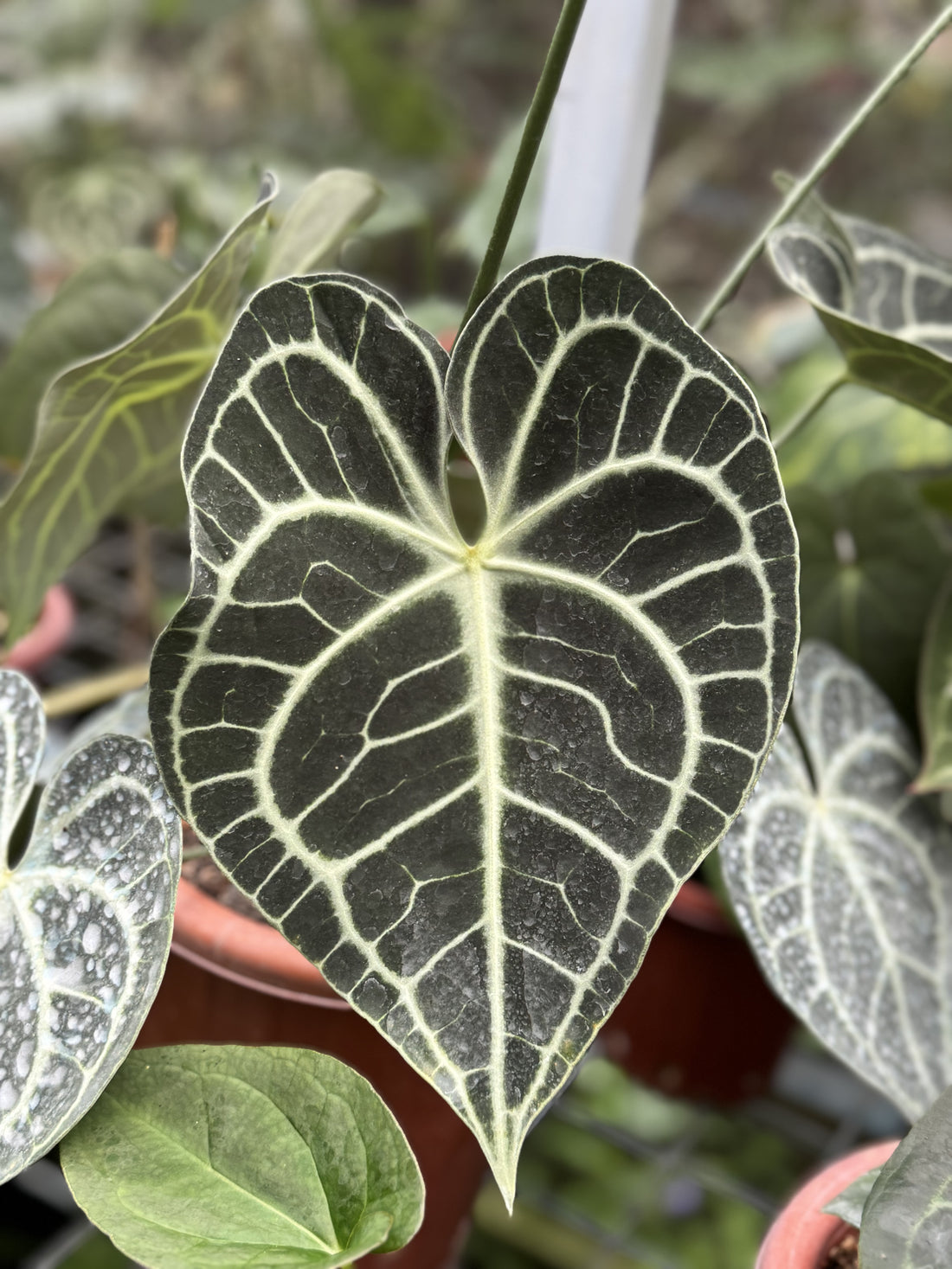 anthurium clarinervium, buy anthurium plants from indonesia