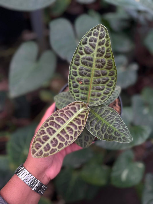 Labisia Turtle Back live tropical foliage plant with textured turtle shell patterned leaves, perfect for indoor plant collections and terrariums