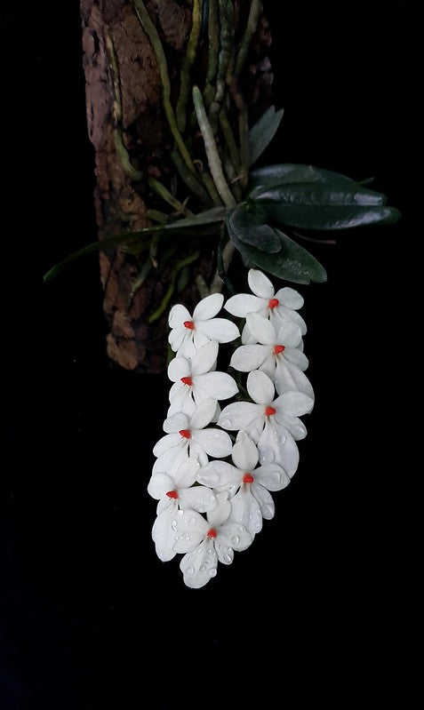 white orchids is only one of the many variants of orchids around the world. they are considered as a tropical species mostly growing within Asia territories.