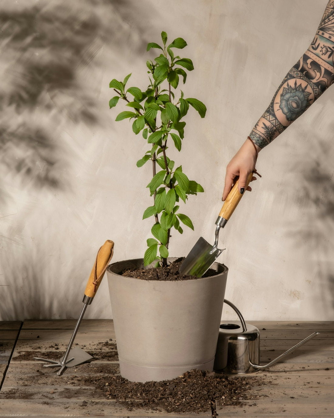 Hands working around a potted indoor plant during plant care