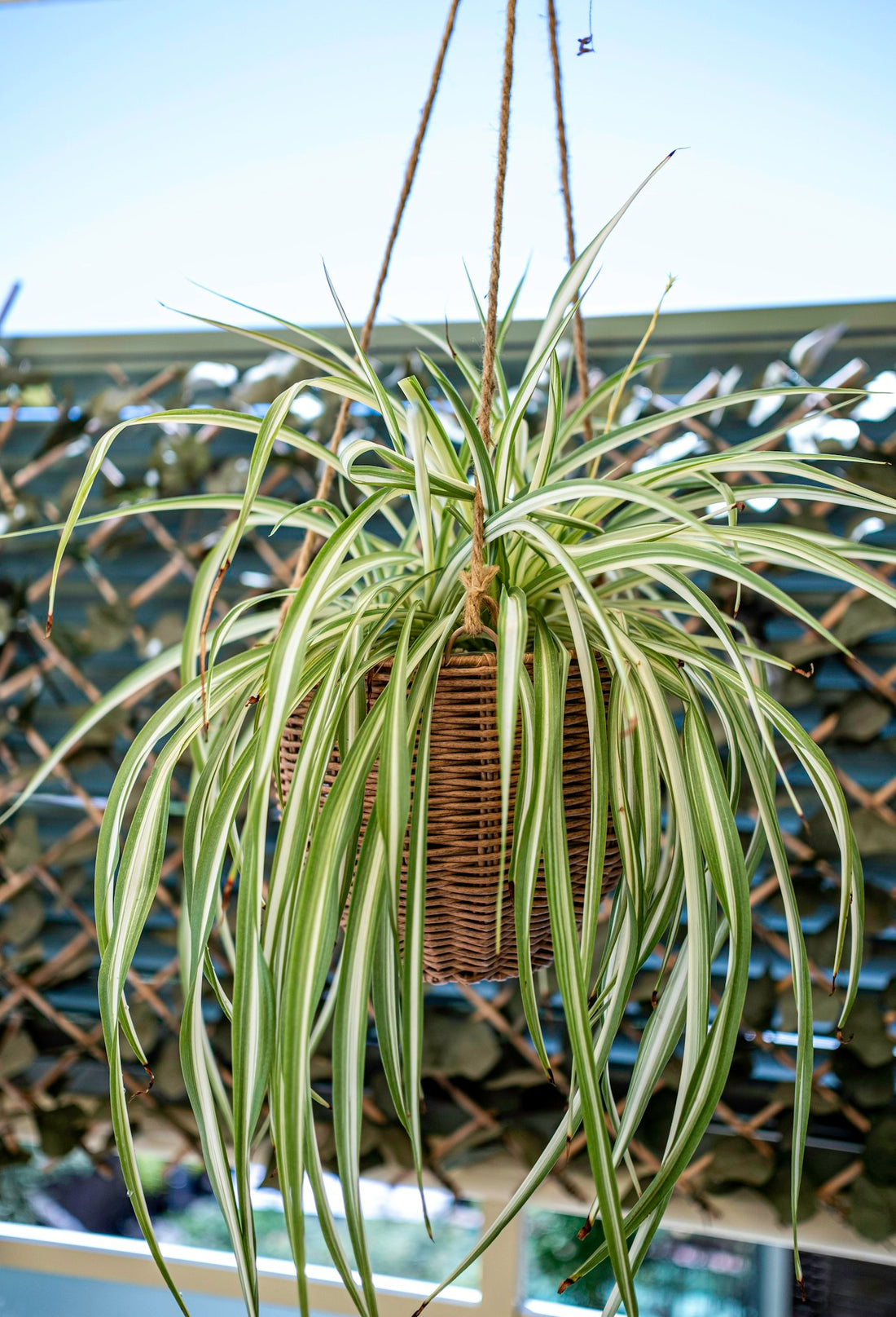 Mature striped spider plant hanging in a woven basket