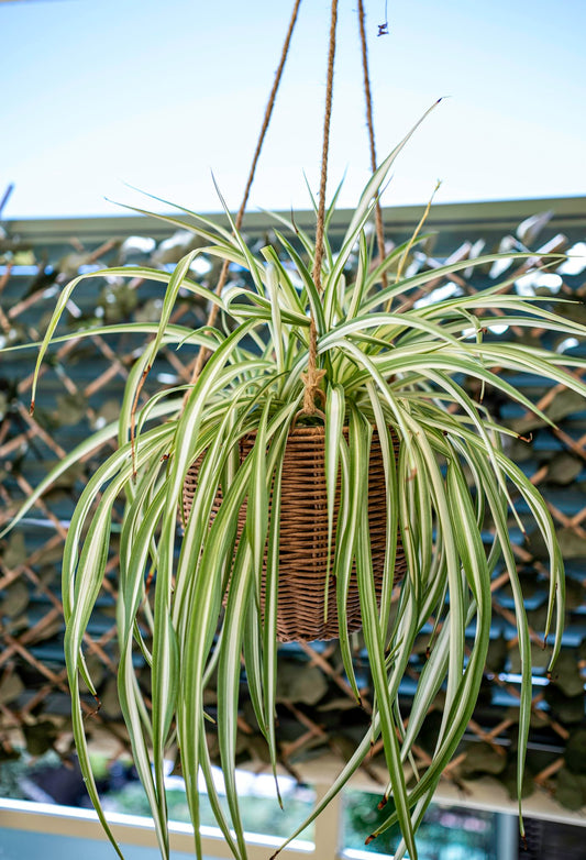 Mature striped spider plant hanging in a woven basket