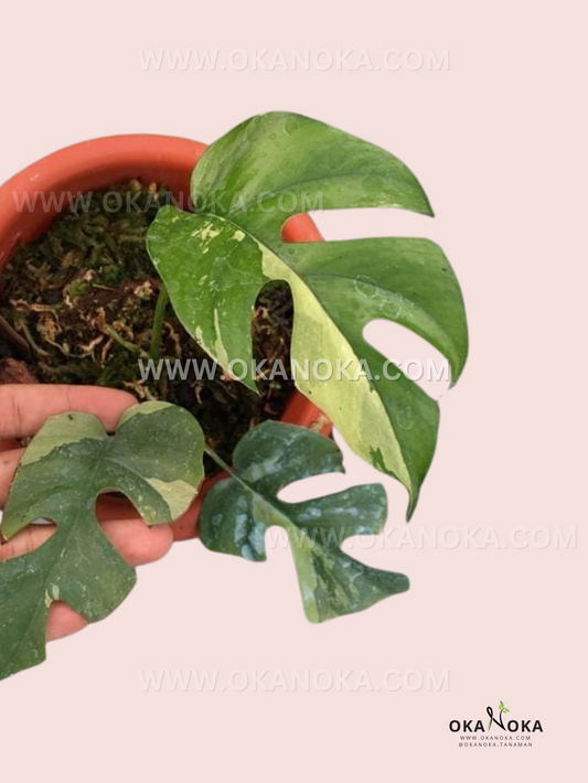 Variegated Rhaphidophora tetrasperma leaf in an Okanoka catalogue photograph