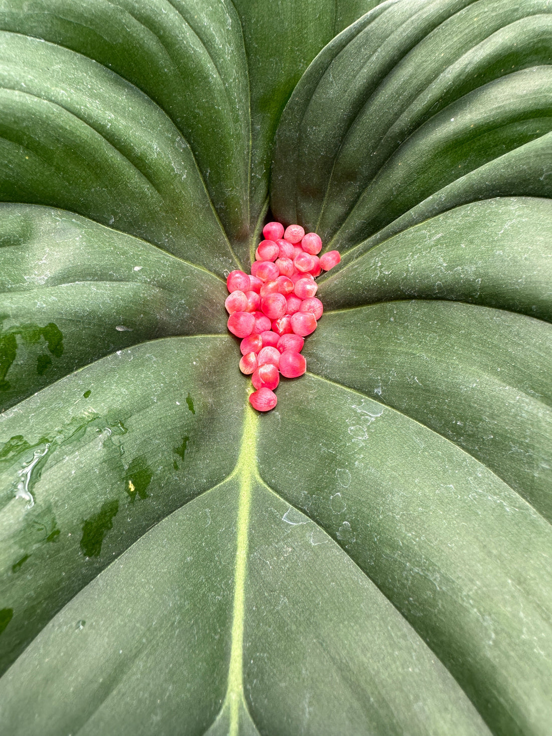 Close-up of bright pink seeds clustered along the center vein of a large green Philodendron McDowell leaf, highlighting its bold tropical foliage texture.