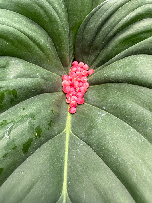 Close-up of bright pink seeds clustered along the center vein of a large green Philodendron McDowell leaf, highlighting its bold tropical foliage texture.