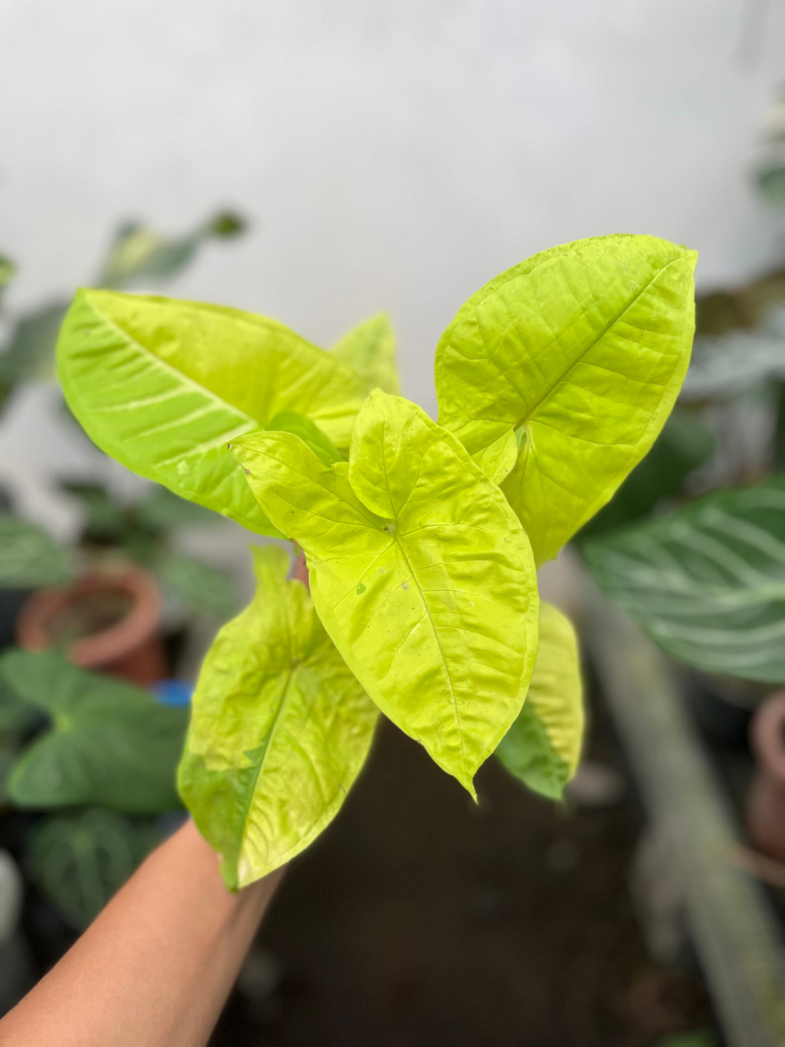 Healthy Syngonium growing in bright indirect light