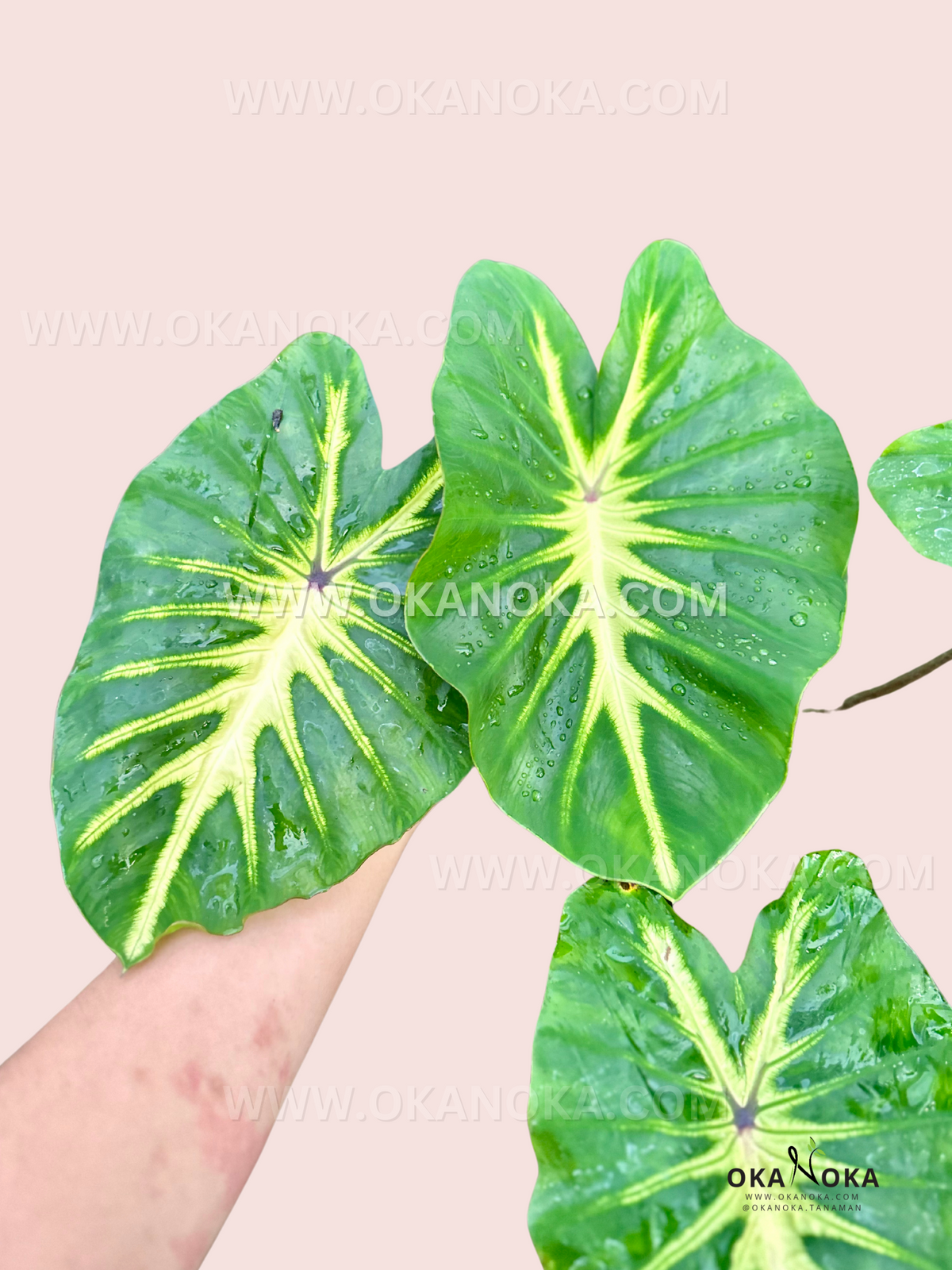 Colocasia White Lava plant used as the Colocasia collection cover at Okanoka.