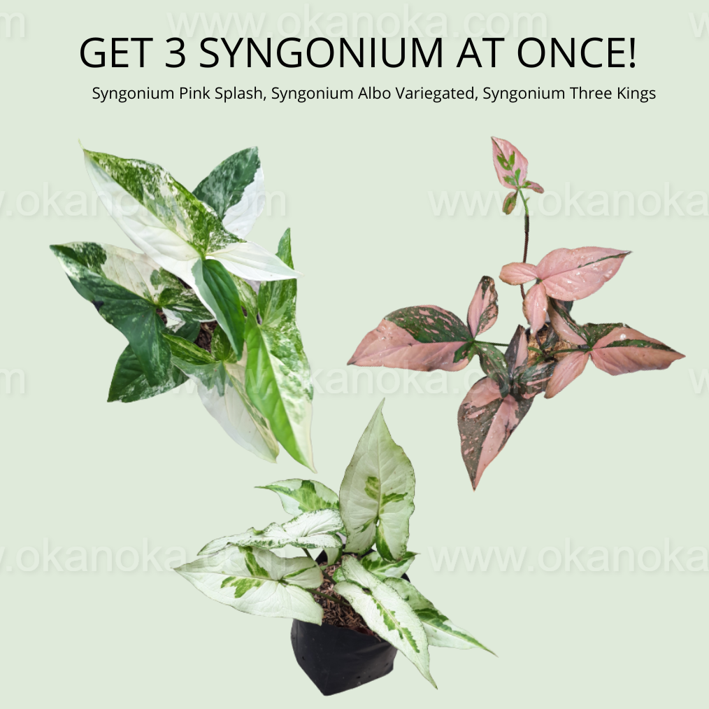 Syngonium plant bundle plant used as the Bundling collection cover at Okanoka.