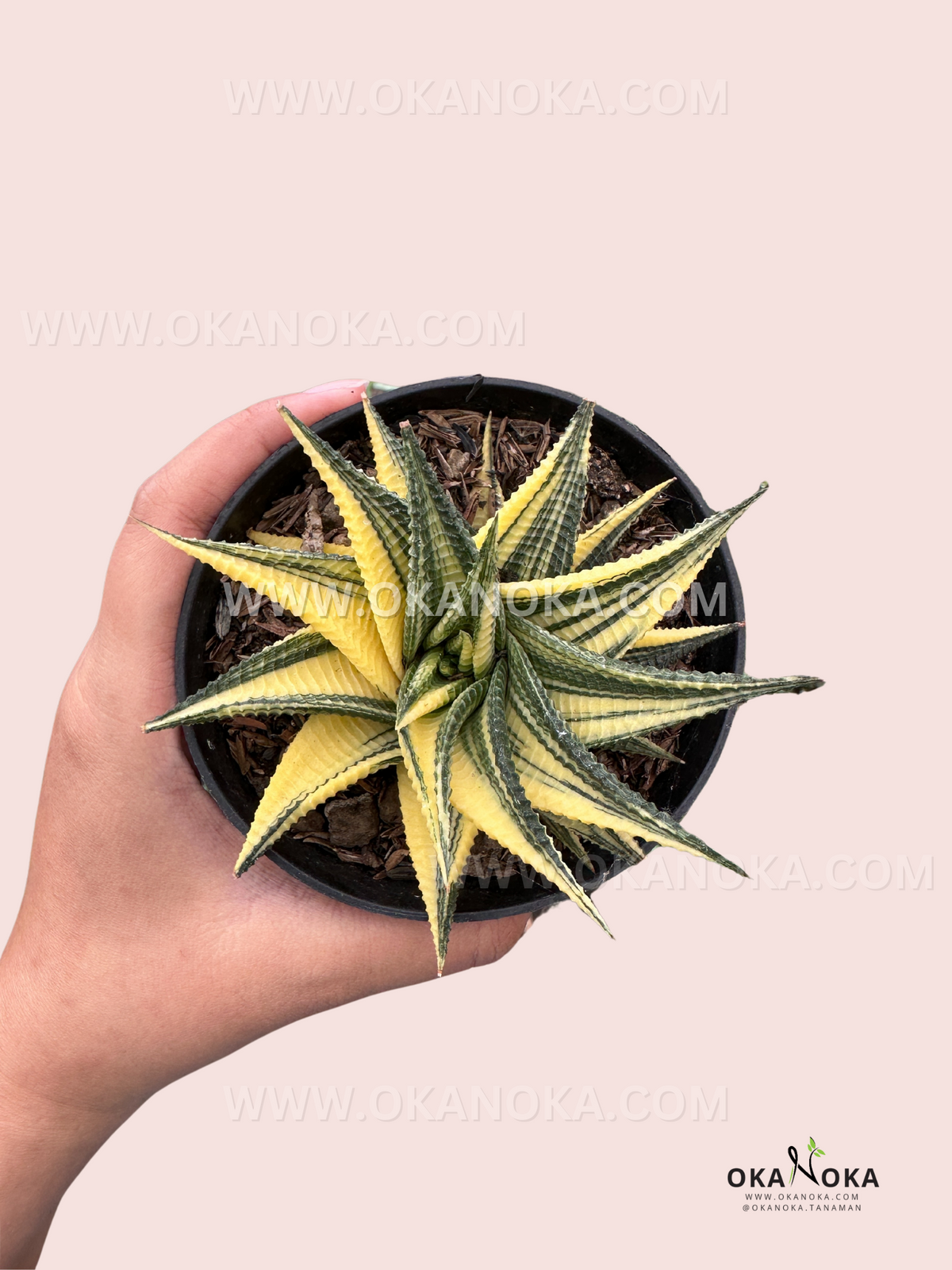 Haworthia Limifolia Variegated used as the Haworthia collection cover at Okanoka.