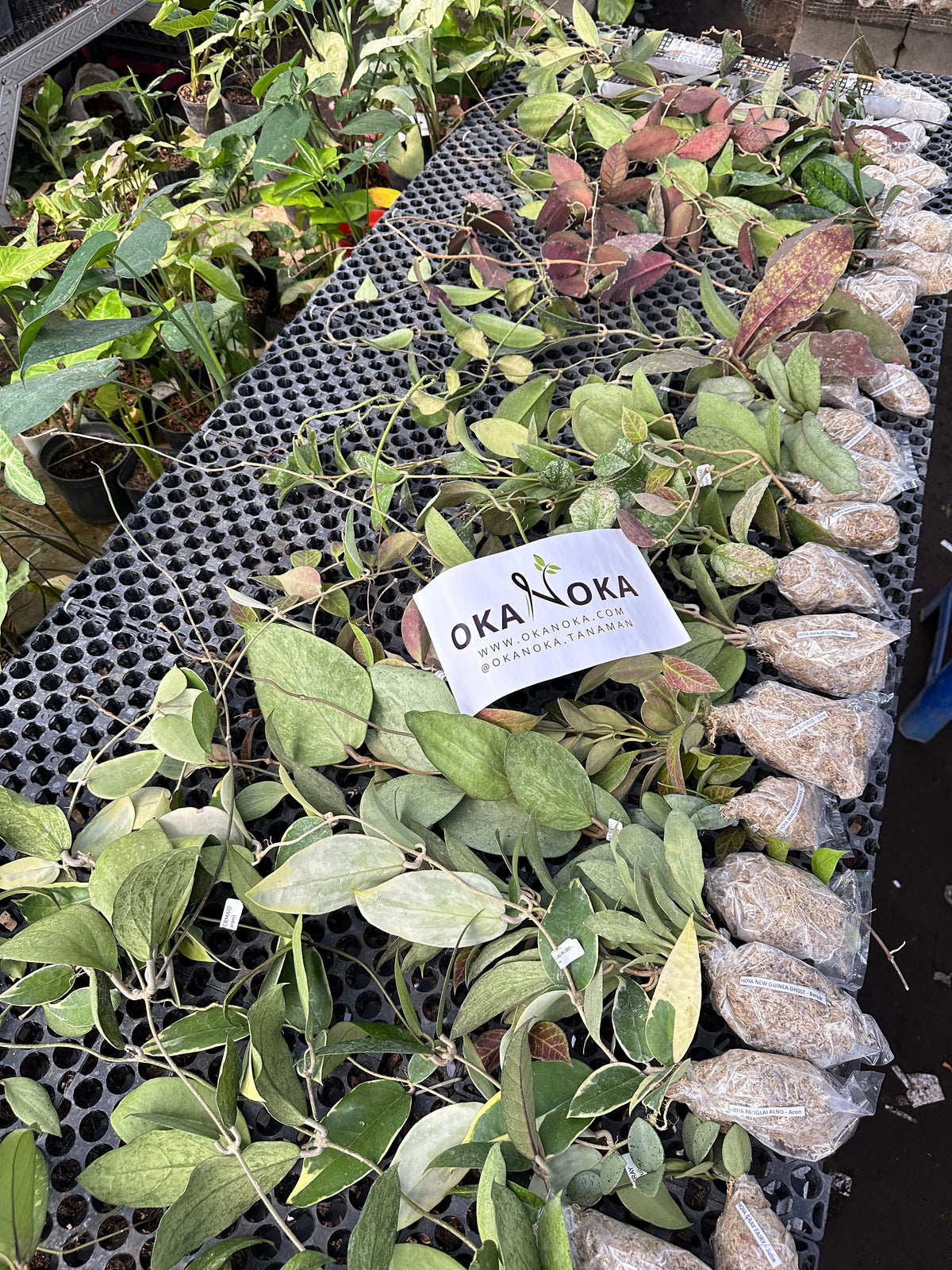 Hoya plant collection at OKANOKA.COM featuring assorted Hoya varieties with unique foliage and variegated leaves.