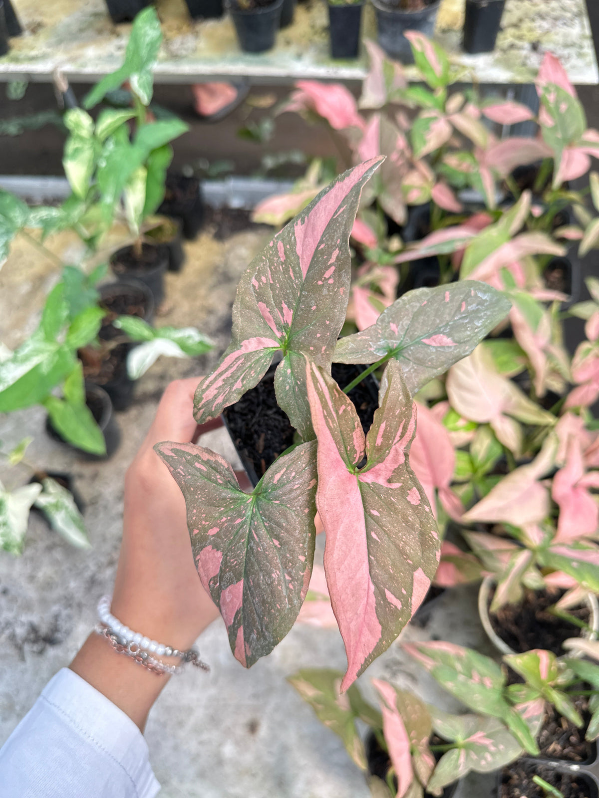 A hand holds a potted Syngonium with pink and green variegated leaves. The arrowhead-shaped foliage shows bright pink splashes on deep green. Similar plants are visible in the background on a greenhouse shelf.