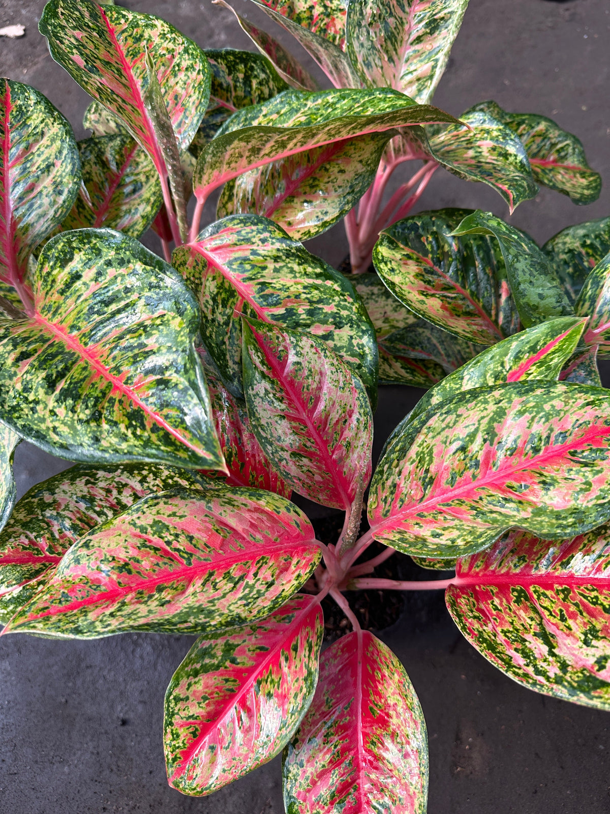 An elegant assortment of Aglaonema plants, showcasing their stunning foliage with vibrant colors and unique patterns, perfect for indoor greenery.