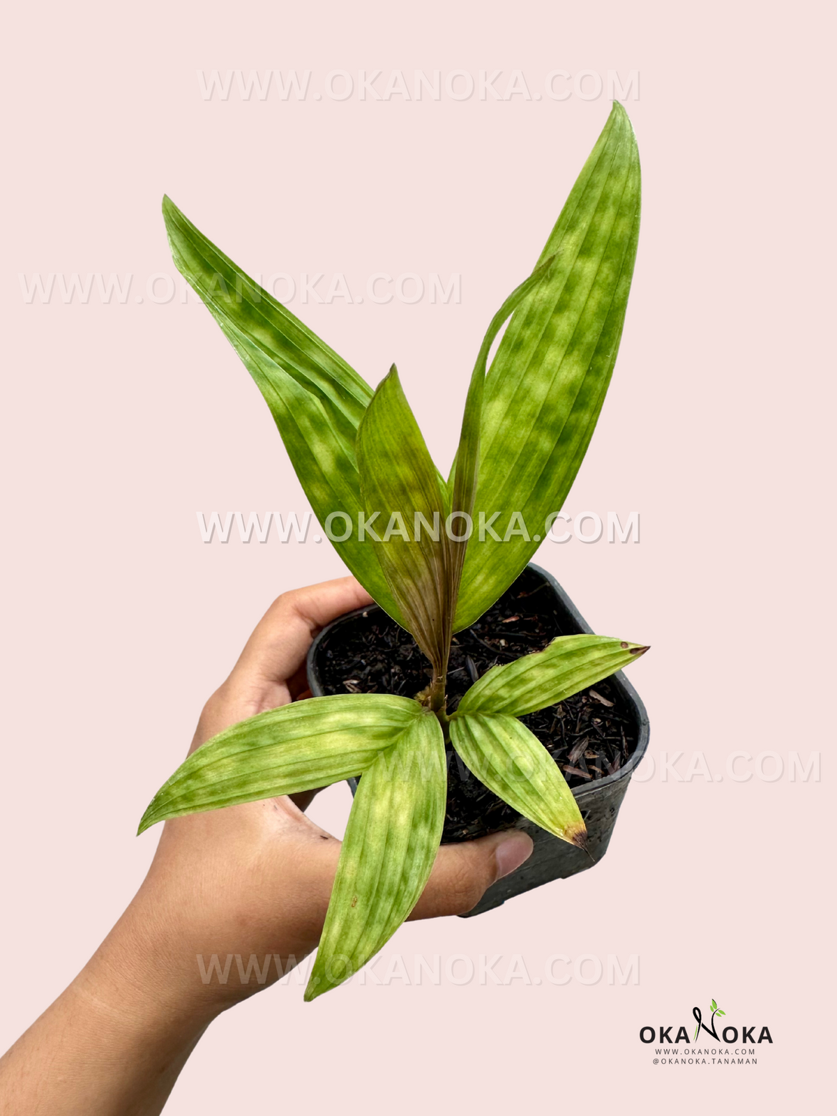 Pinanga Crassipes / Licuala Maculata used as the Palm collection cover at Okanoka.