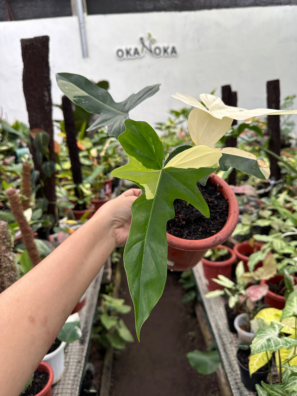 A vibrant display of diverse plants from the Okanoka Collection, featuring lush foliage and colorful varieties arranged beautifully to showcase the full range of products.
