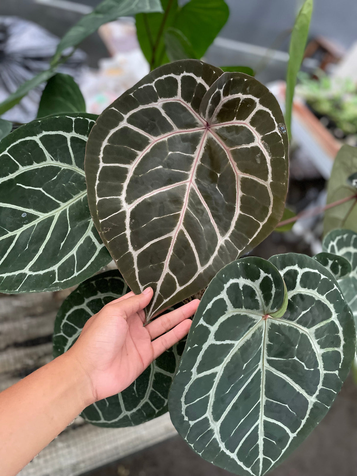 Anthurium