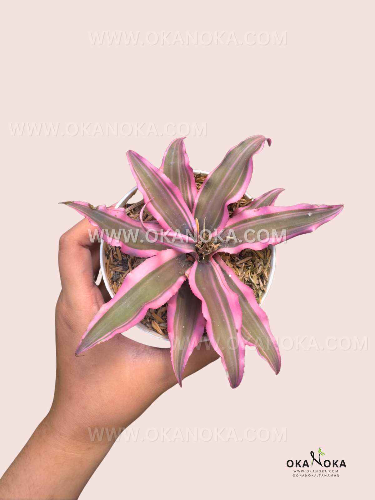 Cryptanthus Pink Star Bivittatus plant used as the Cryptanthus collection cover at Okanoka.