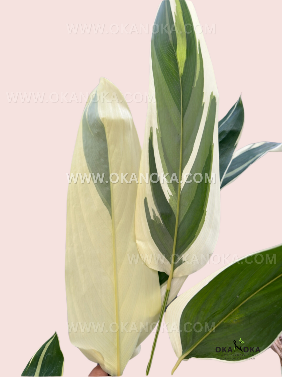 Heliconia Variegated used as the Heliconia collection cover at Okanoka.