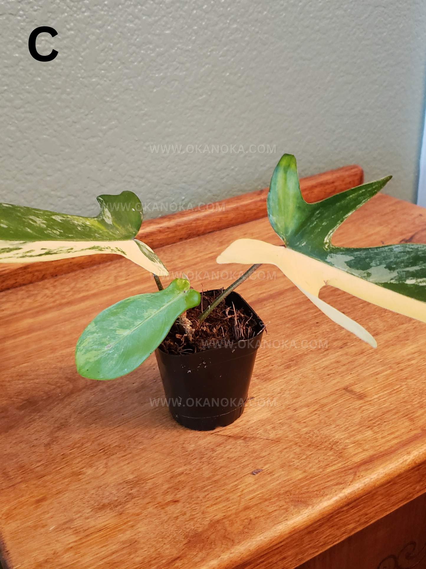 Philodendron FLorida Beauty 