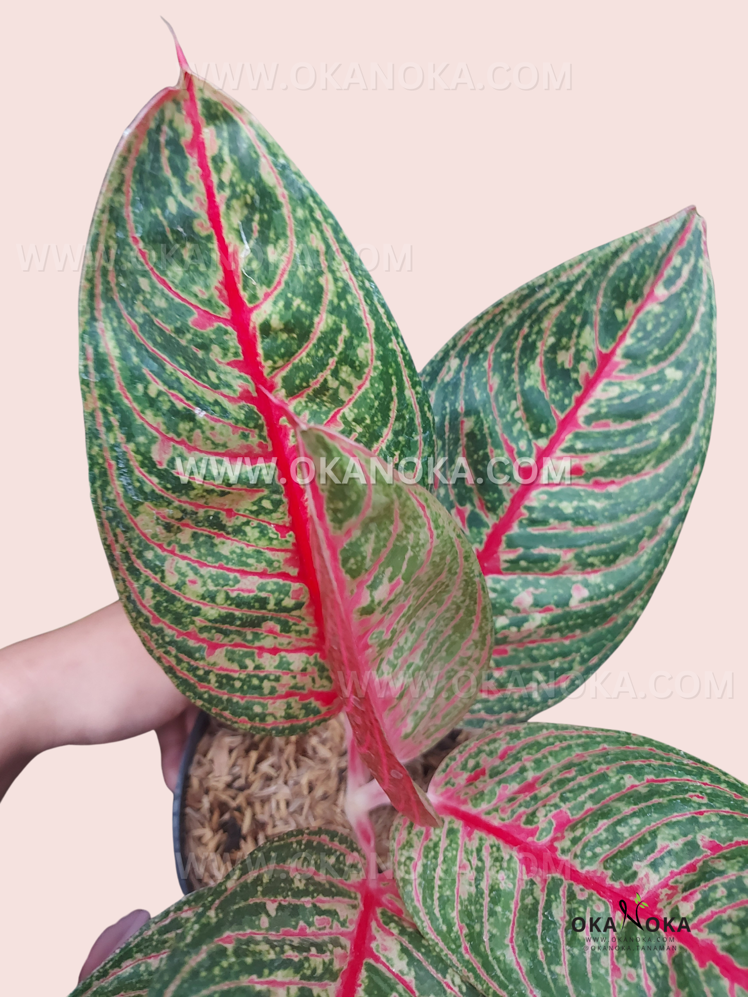 hughes aglaonema Aglaonema Diana