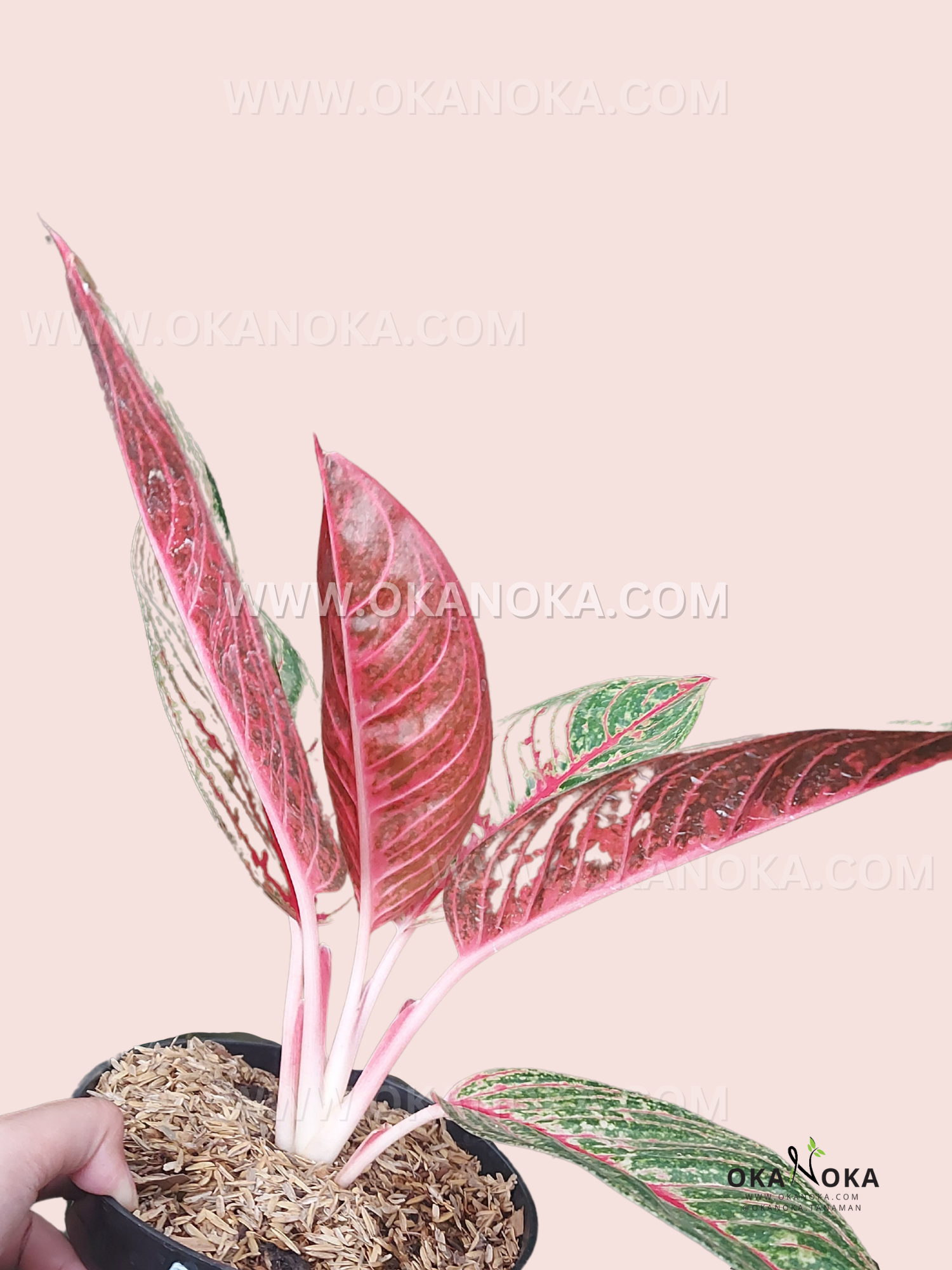aglaonema deli Aglaonema Diana – Okanoka