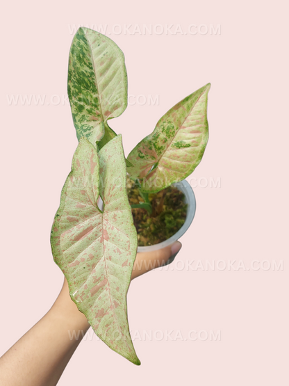 Syngonium Confetti Tricolor