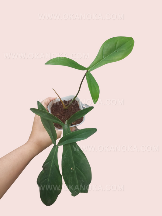 Philodendron Code 69686
