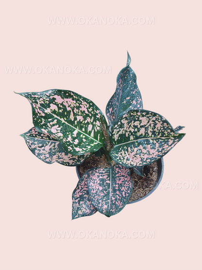 Aglaonema Pink Dalmatian