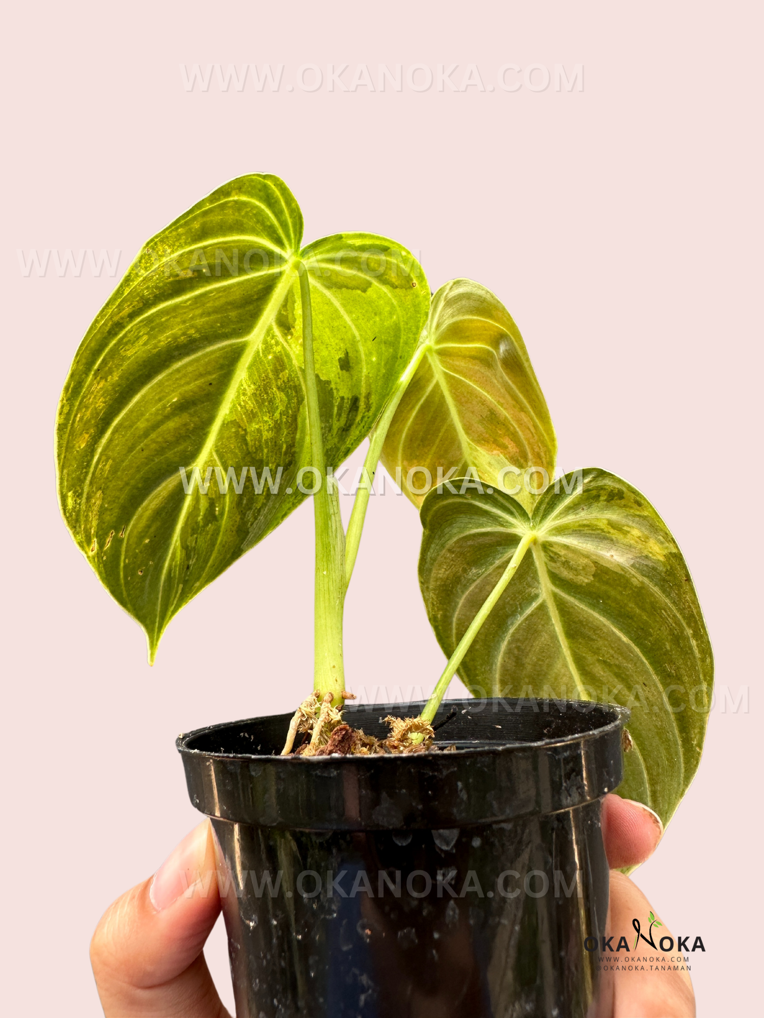 philodendron melanochrysum variegated Philodendron Melanochrysum Variegated – Okanoka