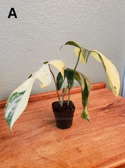 Philodendron FLorida Beauty 