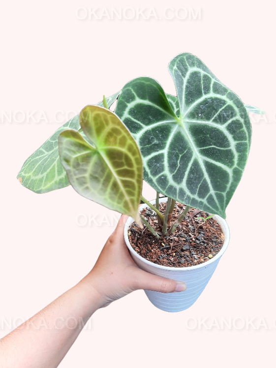anthurium clarinervium hybrids Wholesale 25x Anthurium Clarinervium – Okanoka