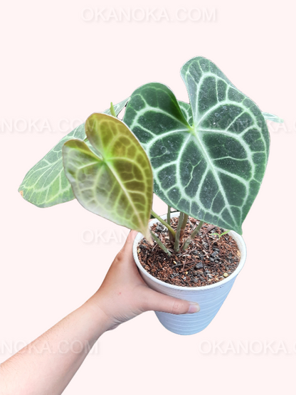 Anthurium Clarinervium, wholesale plants, live anthurium Clarinervium plants, live anthurium Clarinervium, rare anthurium Clarinervium, rare plants, tropical plants, houseplants, indoor plants, outdoor plants, anthurium Clarinervium live plants, hybrid plants, anthurium Clarinervium hybrid plants