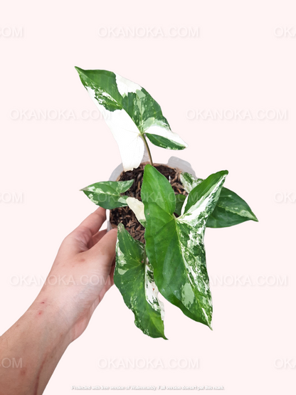 Best Combo Wholesale 3x of Syngonium Pink Splash, Syngonium Albo Variegated, Syngonium Three Kings a.k.a Magic Marble