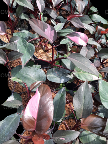 pink queen philodendron Wholesale 15x Philodendron Pink Princess Medium – Okanoka
